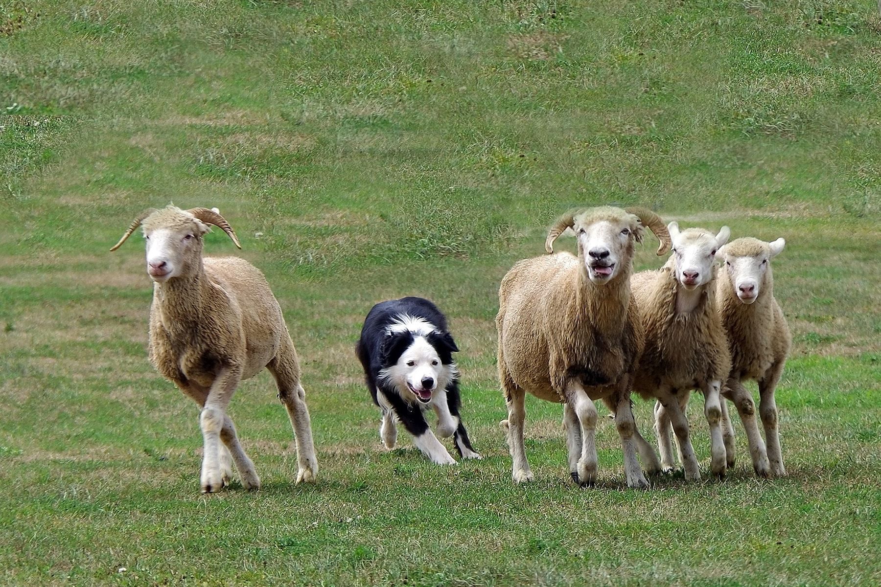 scaled sheep